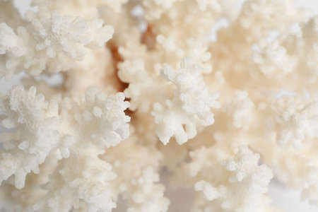 Beautiful exotic sea coral as background, closeupの写真素材