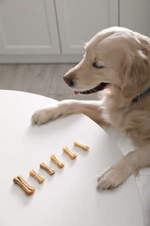 Cute Golden Retriever at table with dog biscuits in kitchen, above viewの写真素材