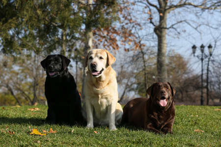 Cute different Labradors in park on sunny dayの写真素材
