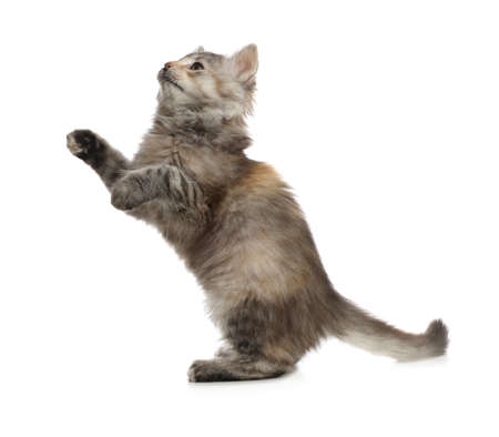 Cute fluffy kitten on white background. Baby animalの写真素材