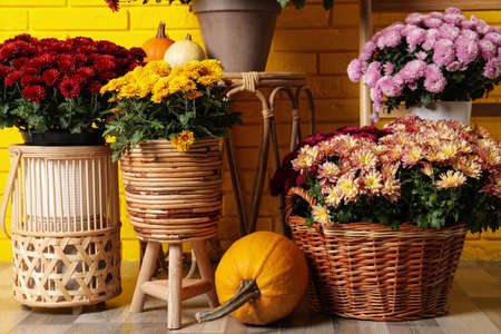 Beautiful potted fresh chrysanthemum flowers and pumpkins near yellow brick wallの写真素材