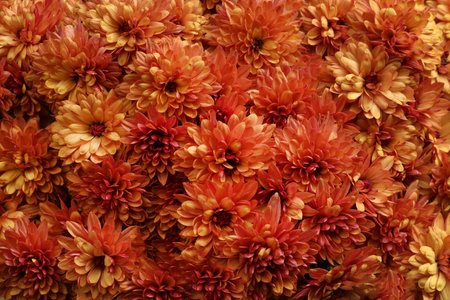 Top view of beautiful orange Chrysanthemum flowersの写真素材
