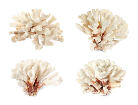 Set with beautiful corals on white backgroundの写真素材