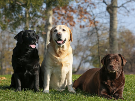 Cute different Labradors in park on sunny dayの写真素材