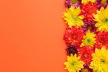 Beautiful chrysanthemum flowers on orange background, flat lay. Space for textの写真素材