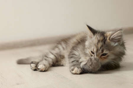 Cute fluffy kitten on floor at home, space for textの写真素材