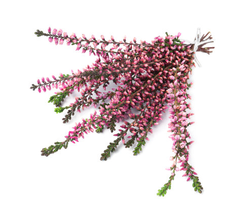 Bunch of heather branches with beautiful flowers isolated on whiteの写真素材