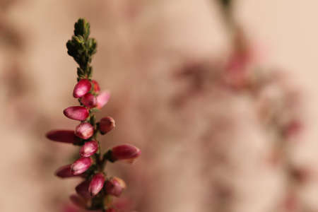 Heather twig with beautiful flowers on blurred background, closeup. Space for textの写真素材