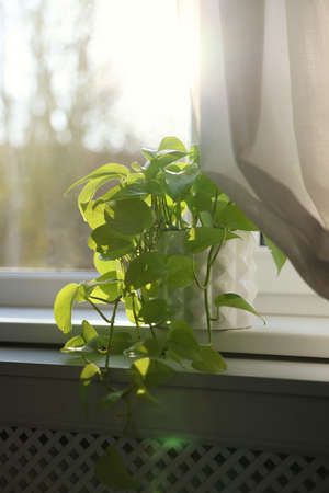 Beautiful green houseplant on window sill indoors
