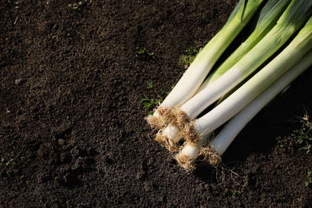 Fresh raw leeks on ground outdoors, above view. Space for textの写真素材