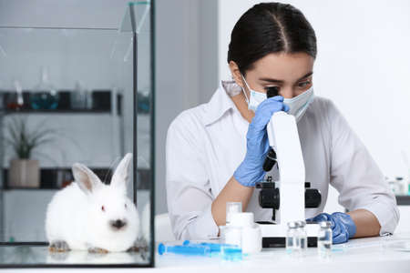 Rabbit in glass box on table and scientist working with microscope at chemical laboratory. Animal testingの写真素材