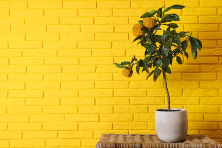 Idea for minimalist interior design. Small potted bergamot tree with fruits on wicker table near...