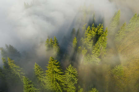 Aerial view of beautiful landscape with misty forestの写真素材