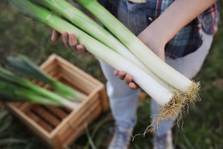 Woman holding fresh raw leeks outdoors, above view