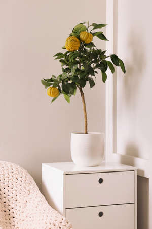 Idea for minimalist interior design. Small potted bergamot tree with fruits on chest of drawers indoorsの写真素材