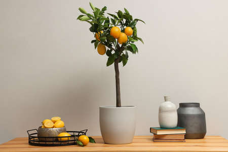 Potted lemon tree and ripe fruits on wooden table indoorsの写真素材