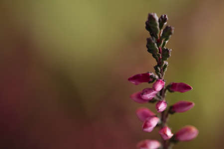 Heather twig with beautiful flowers on blurred background, closeup. Space for textの写真素材