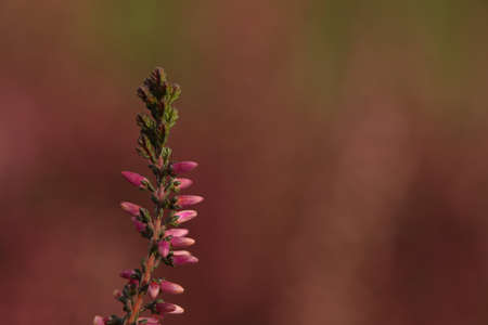 Heather twig with beautiful flowers on blurred background, closeup. Space for textの写真素材