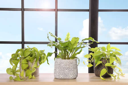 Different houseplants on wooden table near window. interior design