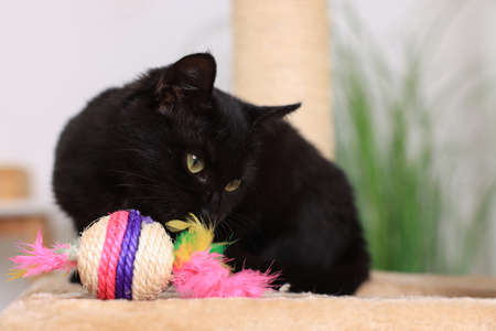 Adorable black cat playing with toy at home. Space for textの写真素材