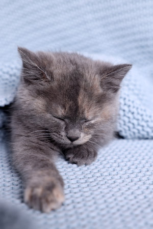 Cute fluffy kitten sleeping in light blue knitted blanketの写真素材
