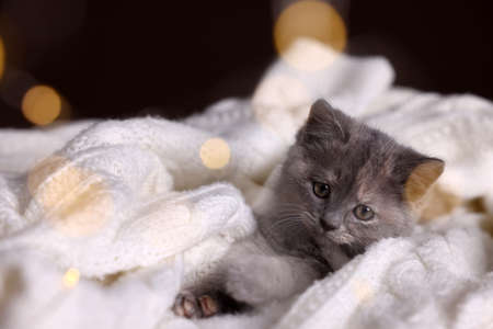 Cute fluffy kitten in white knitted blanket against dark background. bokeh effect
