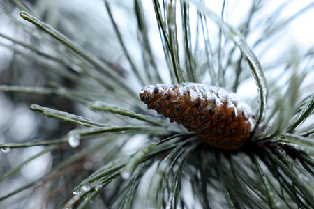 Pine branch with cone in ice glaze outdoors on winter day, closeupの写真素材