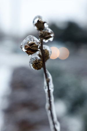 Dry plant in ice glaze outdoors on winter day, closeupの写真素材