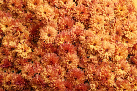 Top view of beautiful orange Chrysanthemum flowersの写真素材