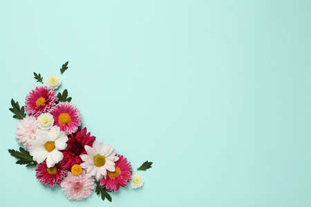 Beautiful chrysanthemum flowers on light blue background, flat lay. Space for textの写真素材