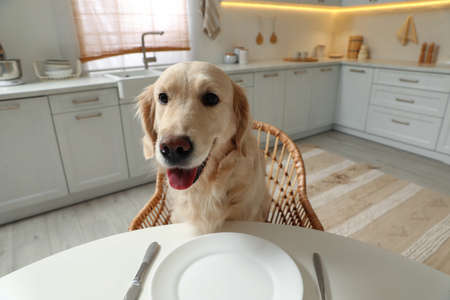 Cute hungry dog waiting for food at table with empty plate in kitchenの写真素材