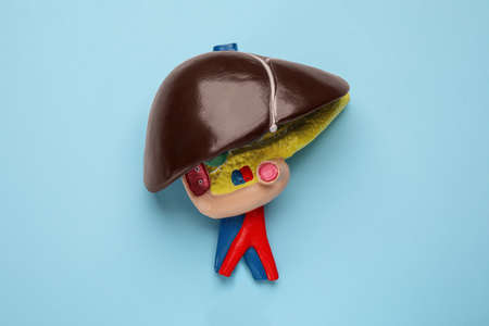 Model of liver on light blue background, top viewの写真素材