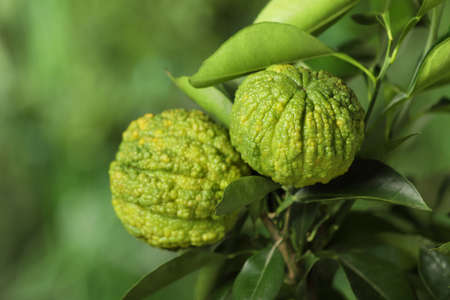 Closeup view of bergamot tree with fruits outdoorsの写真素材