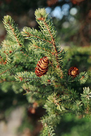 Coniferous tree branches with cones outdoors, closeup
