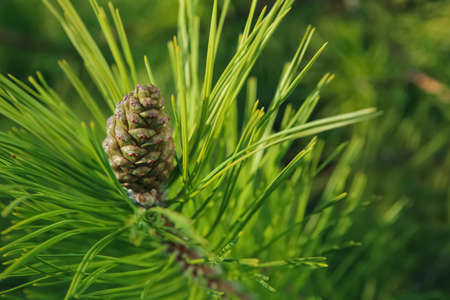 Pine tree branch with cone outdoors, closeupの写真素材