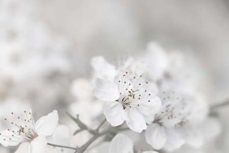 Cherry tree with white blossoms on blurred background, closeup. spring seasonの写真素材