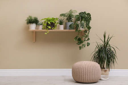 Room decorated with many different green houseplantsの写真素材