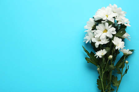 Beautiful white chrysanthemum flowers on light blue background, top view. Space for text