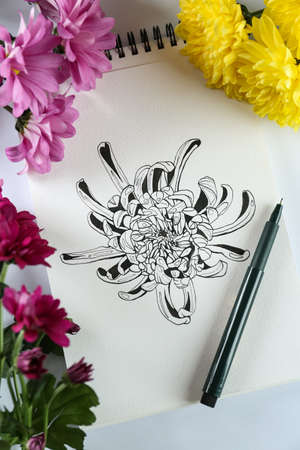 Drawing of chrysanthemum in sketchbook, flowers and pen on white background, top viewの写真素材