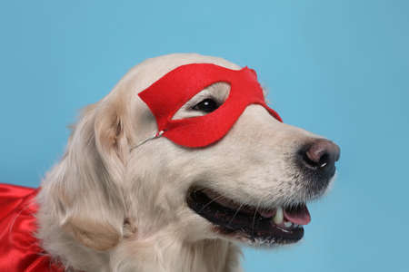 Adorable dog in red superhero mask on light blue background, closeupの写真素材