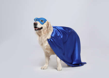 Adorable dog in blue superhero cape and mask on light gray backgroundの写真素材