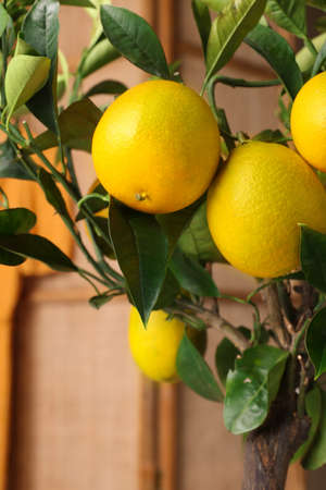 Closeup view of lemon tree with ripening fruits indoorsの写真素材