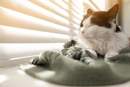 Cute cat relaxing on window sill at home, space for text. Lovely petの写真素材