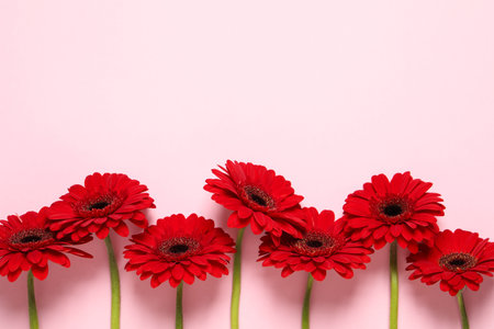 Beautiful bright red gerbera flowers on pink background, flat lay. Space for textの写真素材