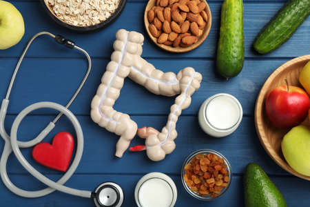 Layout of intestine model and products to help digestion on blue wooden table, top view