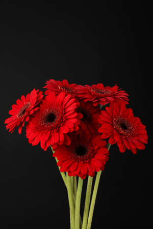 Bouquet of beautiful red gerbera flowers on black backgroundの写真素材
