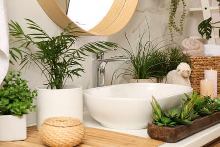 Counter with sink and many different houseplants near white marble wallの写真素材