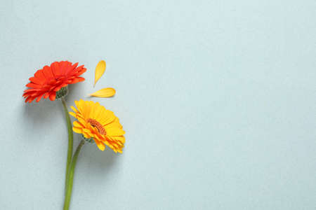 Beautiful colorful gerbera flowers and petals on light background, flat lay. Space for textの写真素材