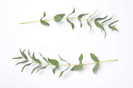 Eucalyptus branches with fresh leaves on white background, top view