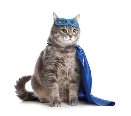 Adorable cat in blue superhero cape and mask on white backgroundの写真素材